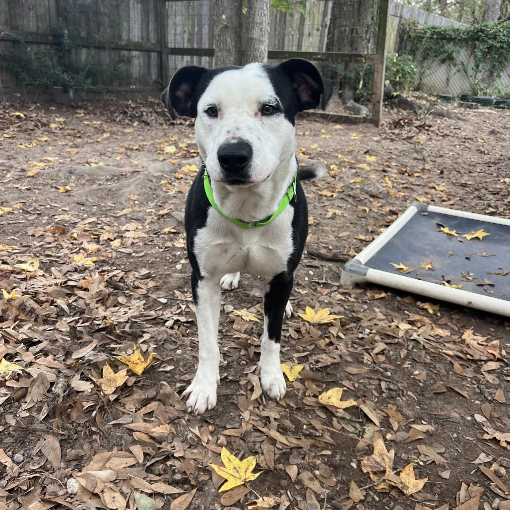 Ham Bone, a Adoptable mixed breed in Spring, TX image 3/6