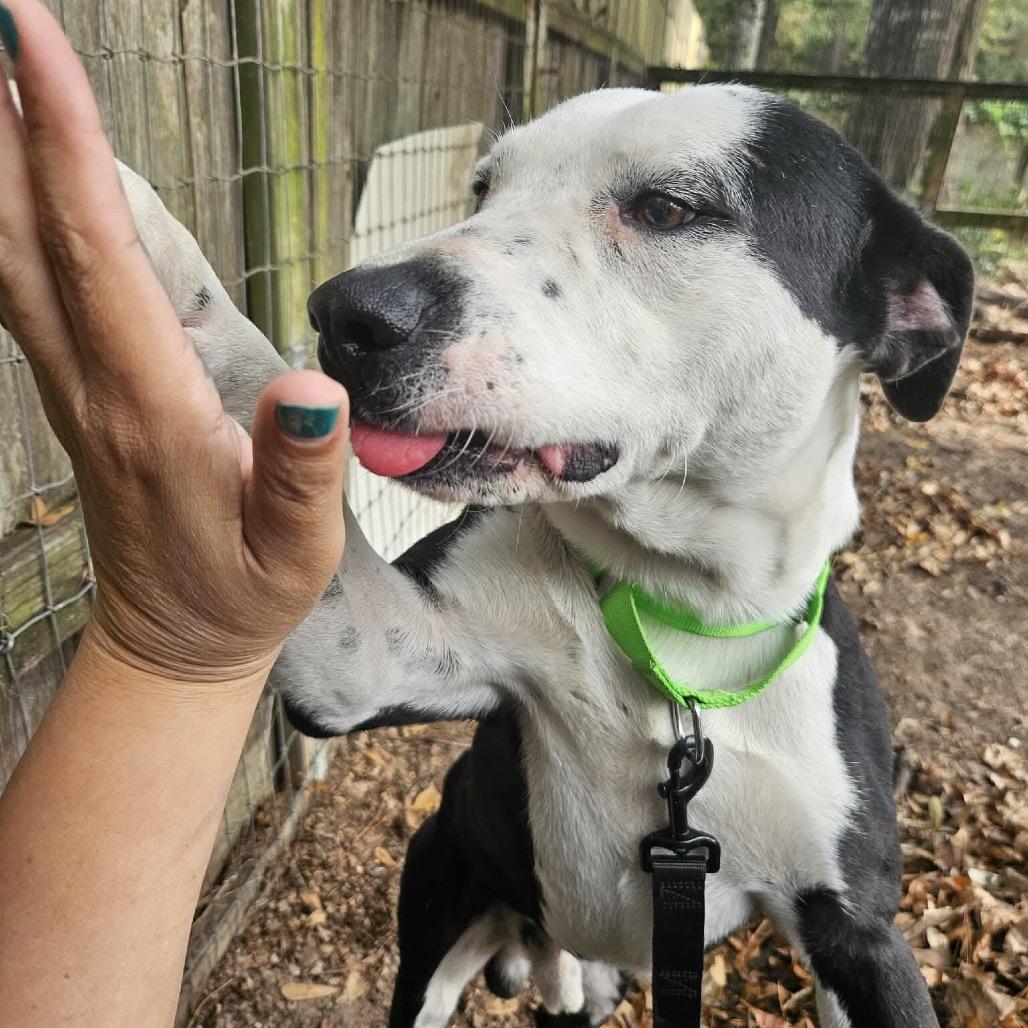 Ham Bone, a Adoptable mixed breed in Spring, TX image 4/6