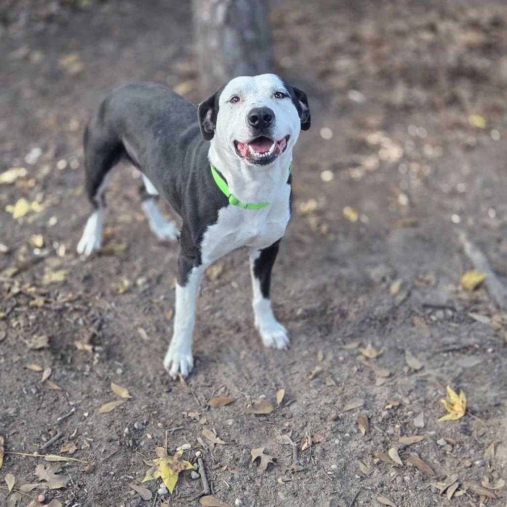 Ham Bone, a Adoptable mixed breed in Spring, TX image 5/6