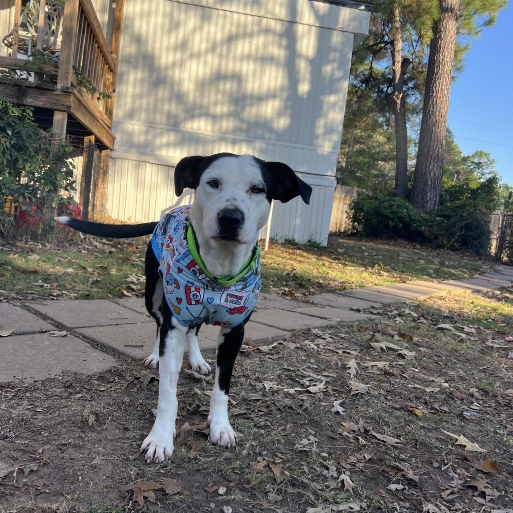 Ham Bone, a Adoptable mixed breed in Spring, TX image 6/6