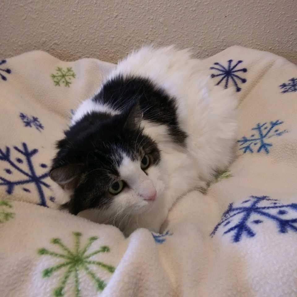 Betsy, Adoptable, Senior Female Domestic Long Hair.