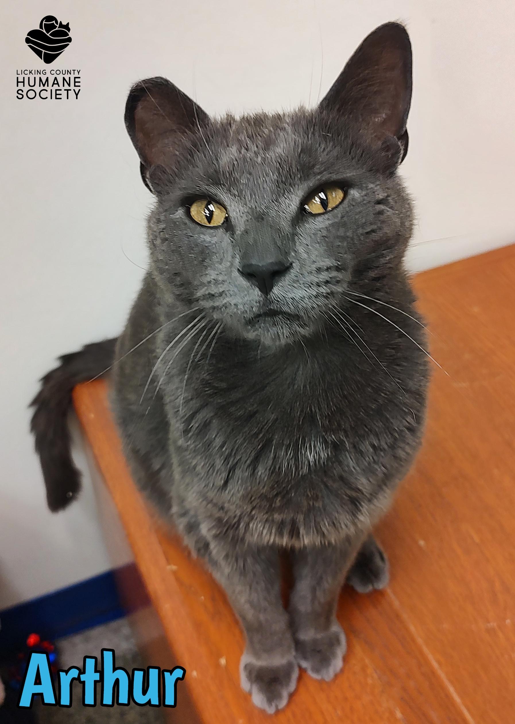 Enlarge Arthur, a ADOPTABLE Domestic Short Hair in Heath, OH image 1/1