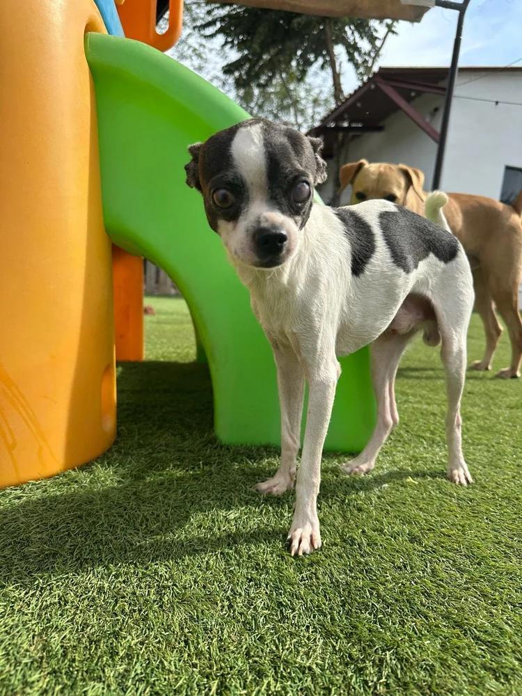Raisin, Adoptable, Adult Male Chihuahua & Jack Russell Terrier.