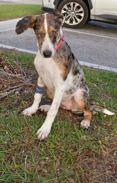 Louise, Adoptable, Young Female Catahoula Leopard Dog.