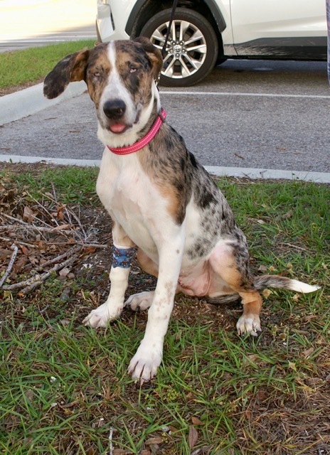 Louise, a Adoptable mixed breed in Englewood, FL image 2/2