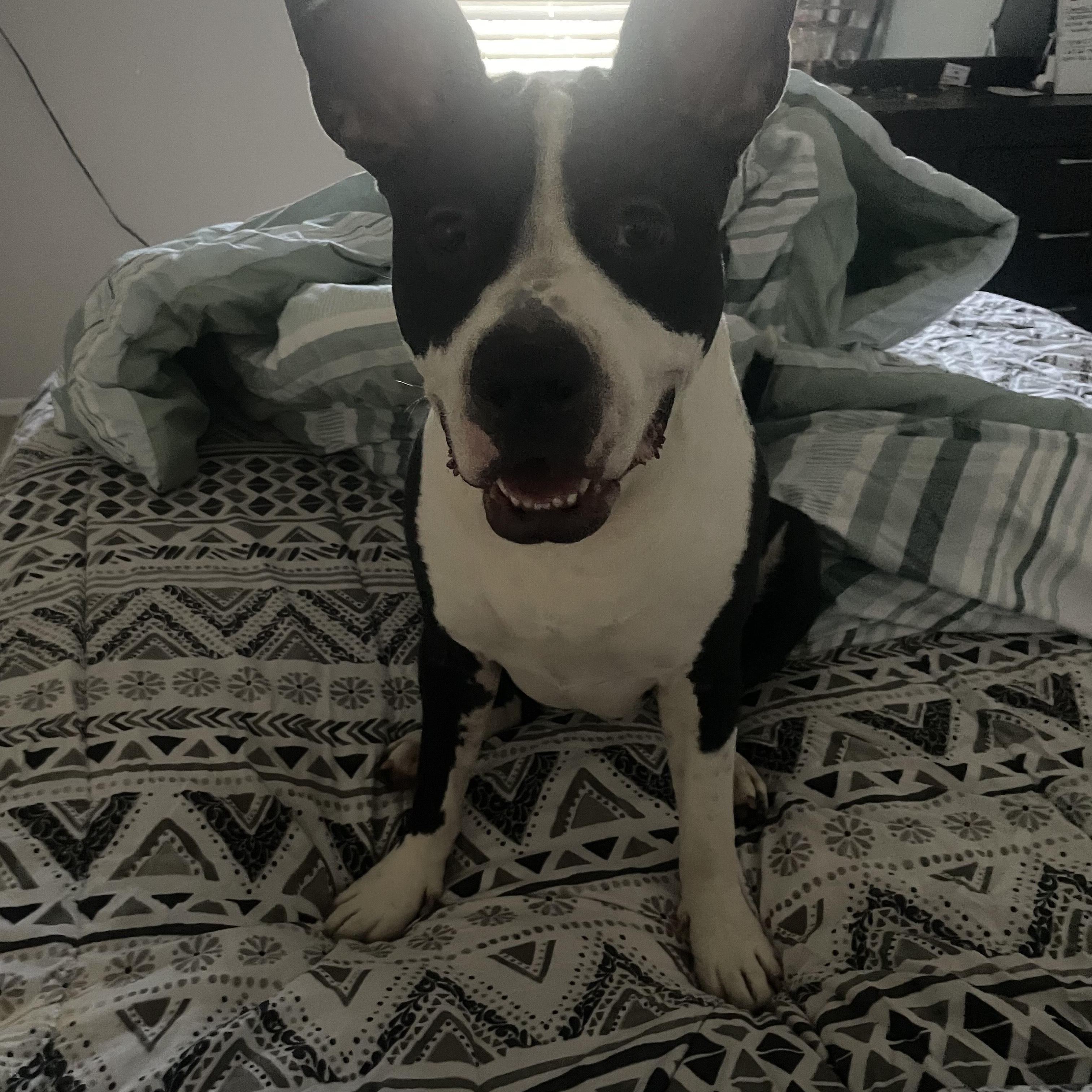 Enlarge Nola (157895) (In a Foster Home), a Adoptable mixed breed in Baton Rouge, LA image 5/5