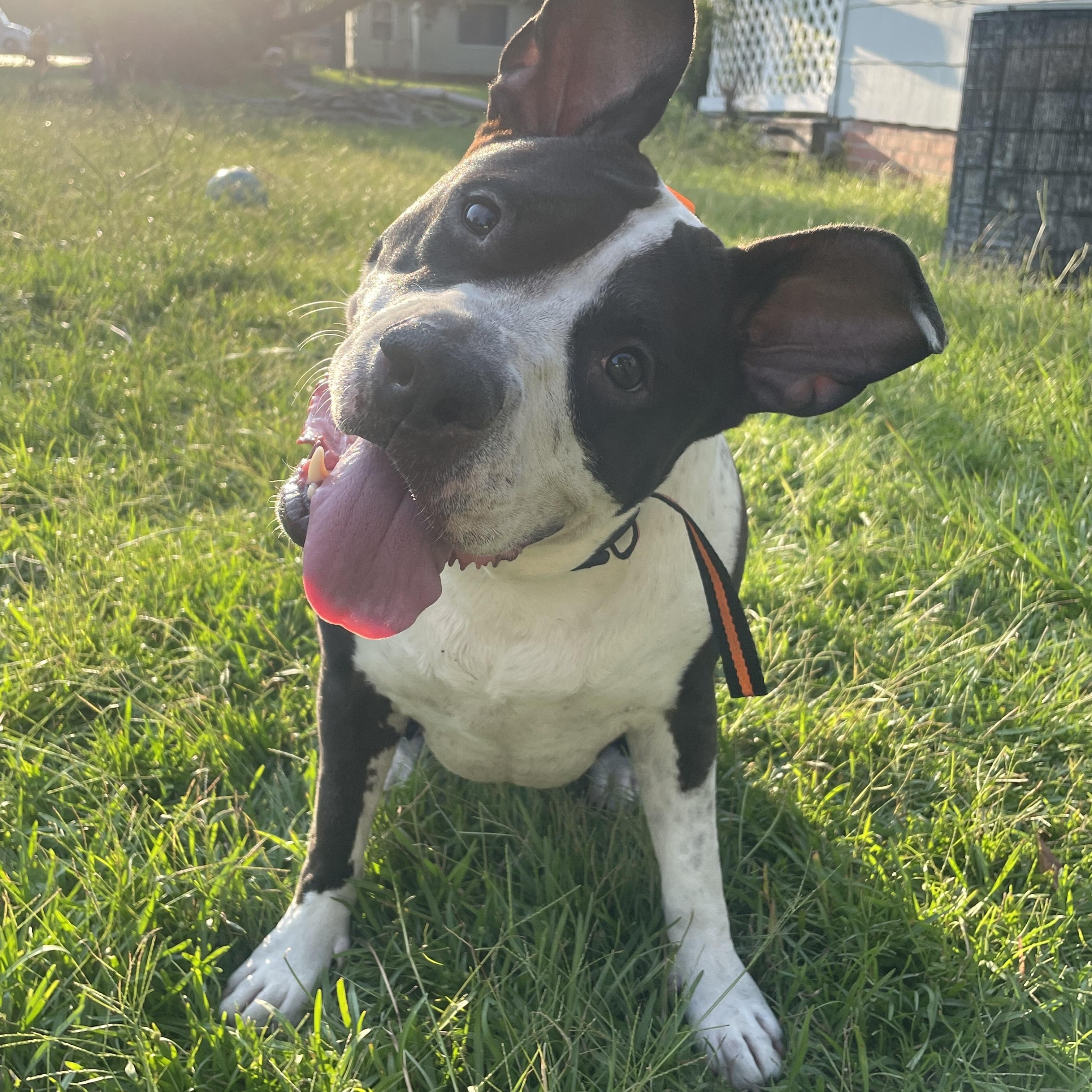 Nola (157895) (In a Foster Home) 1