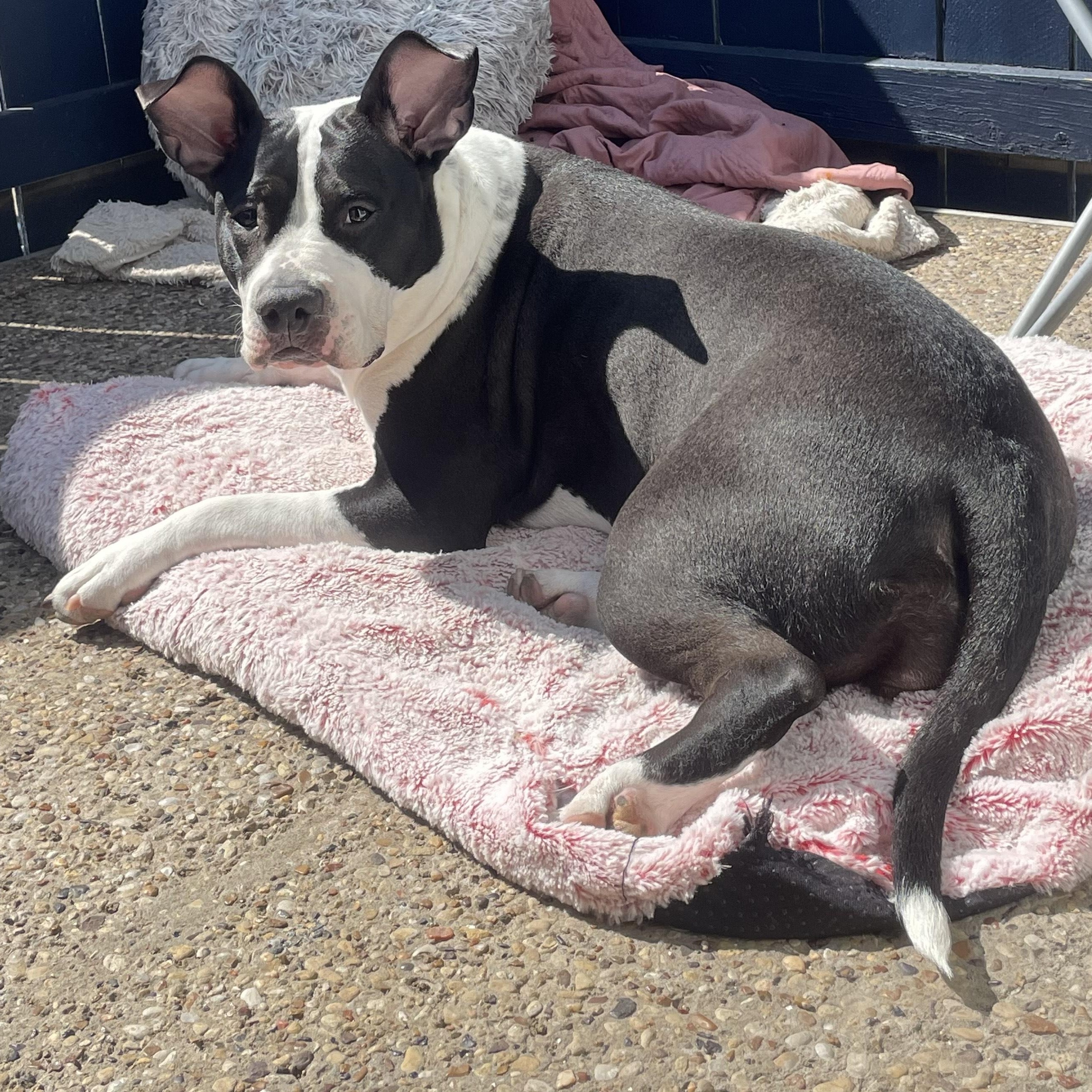 Nola (157895) (In a Foster Home) 2