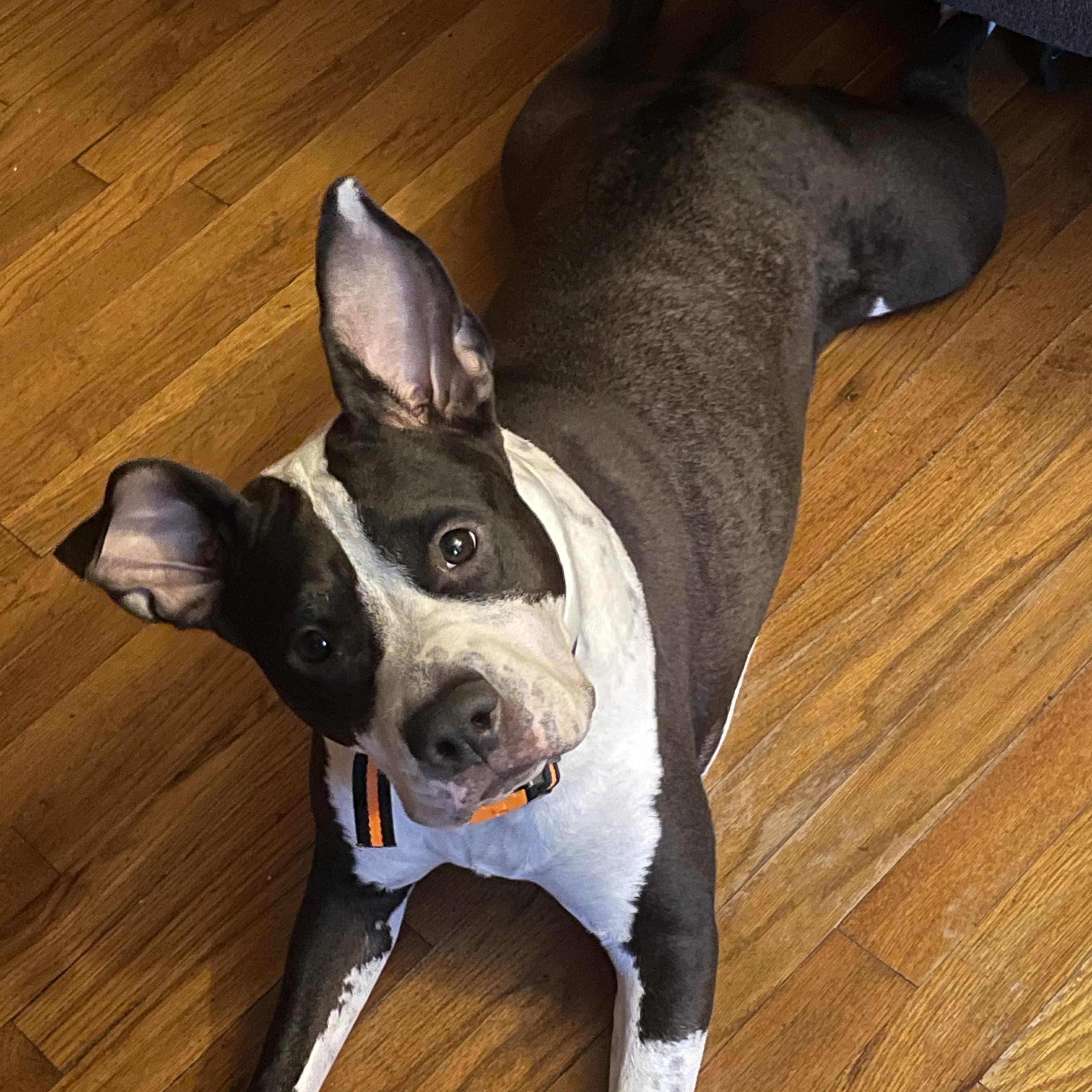 Nola (157895) (In a Foster Home) 3