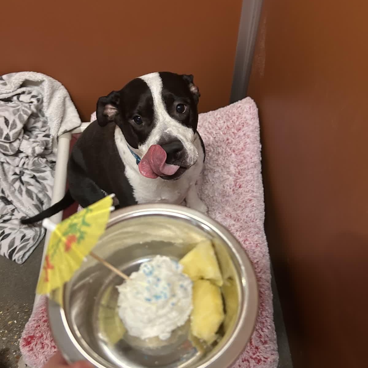 Enlarge Nola (157895) (In a Foster Home), a Adoptable mixed breed in Baton Rouge, LA image 4/5