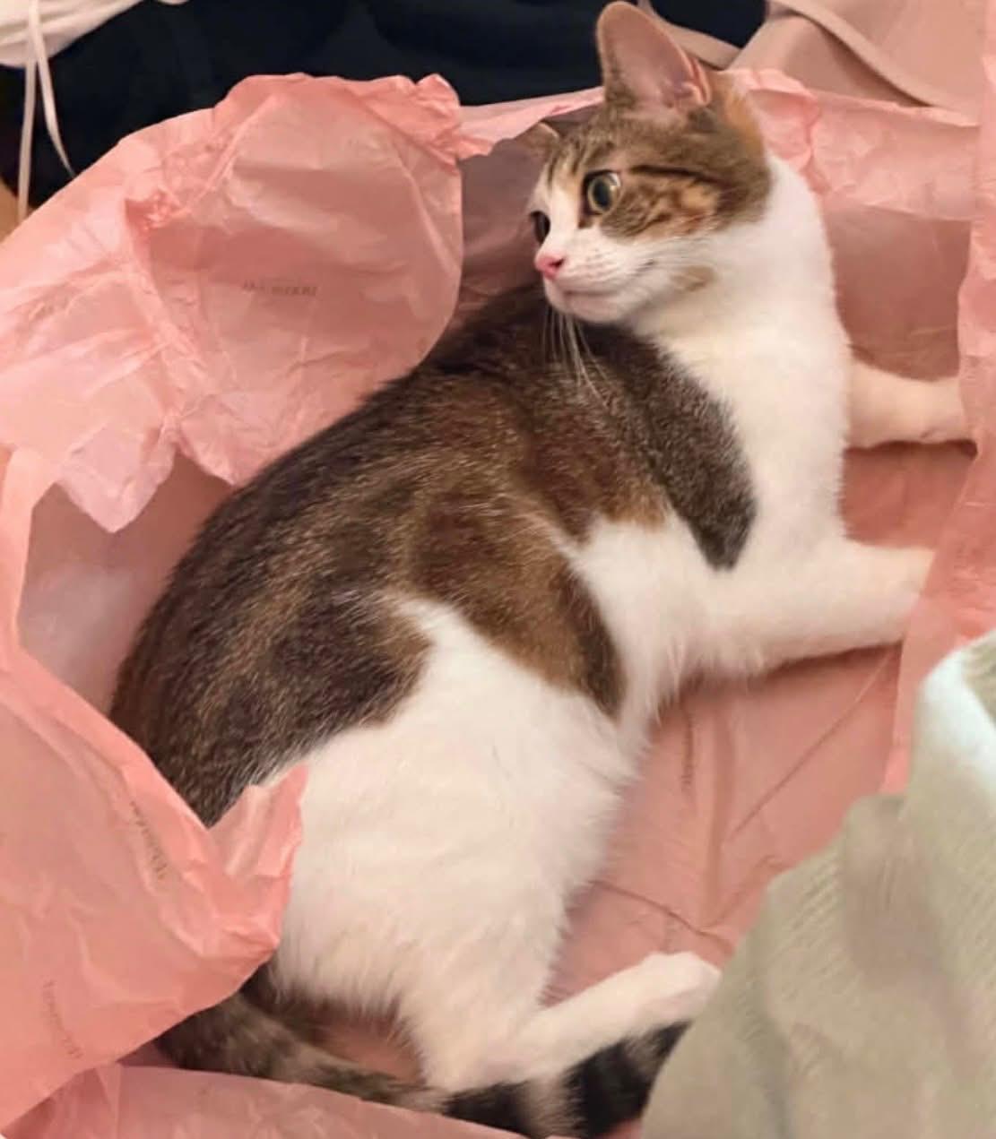 Miffy, a ADOPTABLE Domestic Short Hair in Novato, CA image 2/3