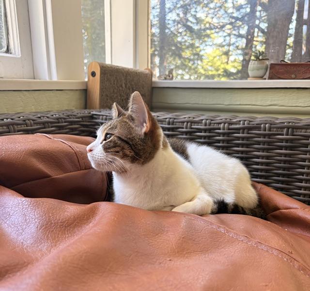 Miffy, a ADOPTABLE Domestic Short Hair in Novato, CA image 3/3