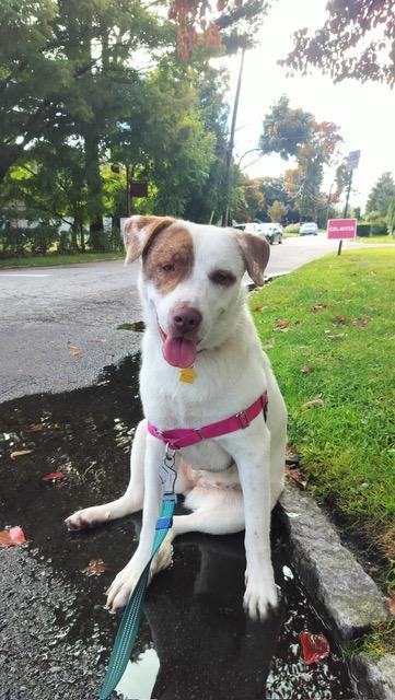Enlarge Annie, a Adoptable mixed breed in Manhasset, NY image 3/6