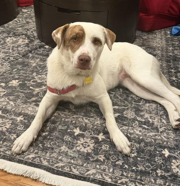 Enlarge Annie, a Adoptable mixed breed in Manhasset, NY image 1/6