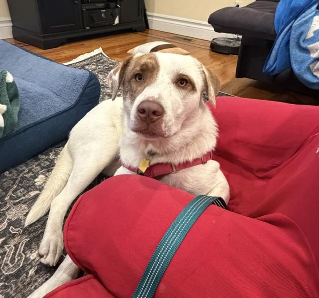 Enlarge Annie, a Adoptable mixed breed in Manhasset, NY image 2/6