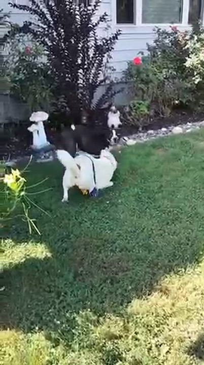 Enlarge Annie, a Adoptable mixed breed in Manhasset, NY video 6/6