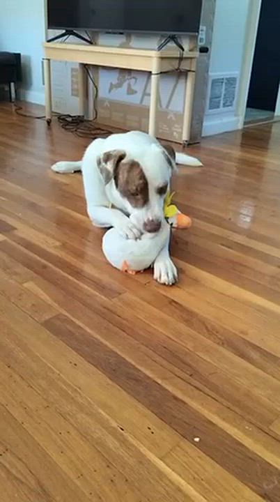 Enlarge Annie, a Adoptable mixed breed in Manhasset, NY video 5/6