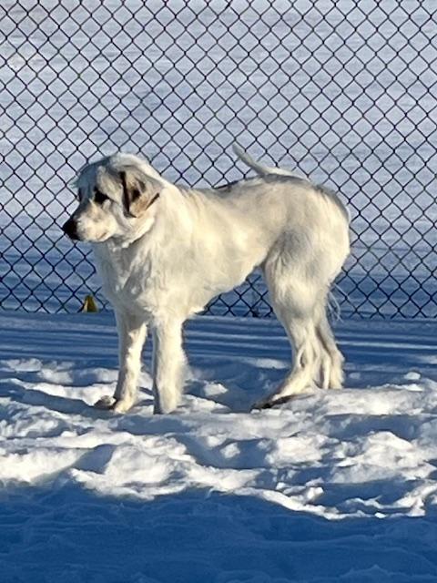Ivory, Adopted, Young Female Great Pyrenees.