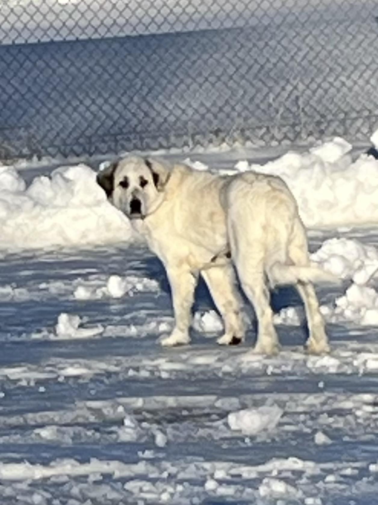 Enlarge Ivory, a Adopted Great Pyrenees in Montpelier, ID image 2/6