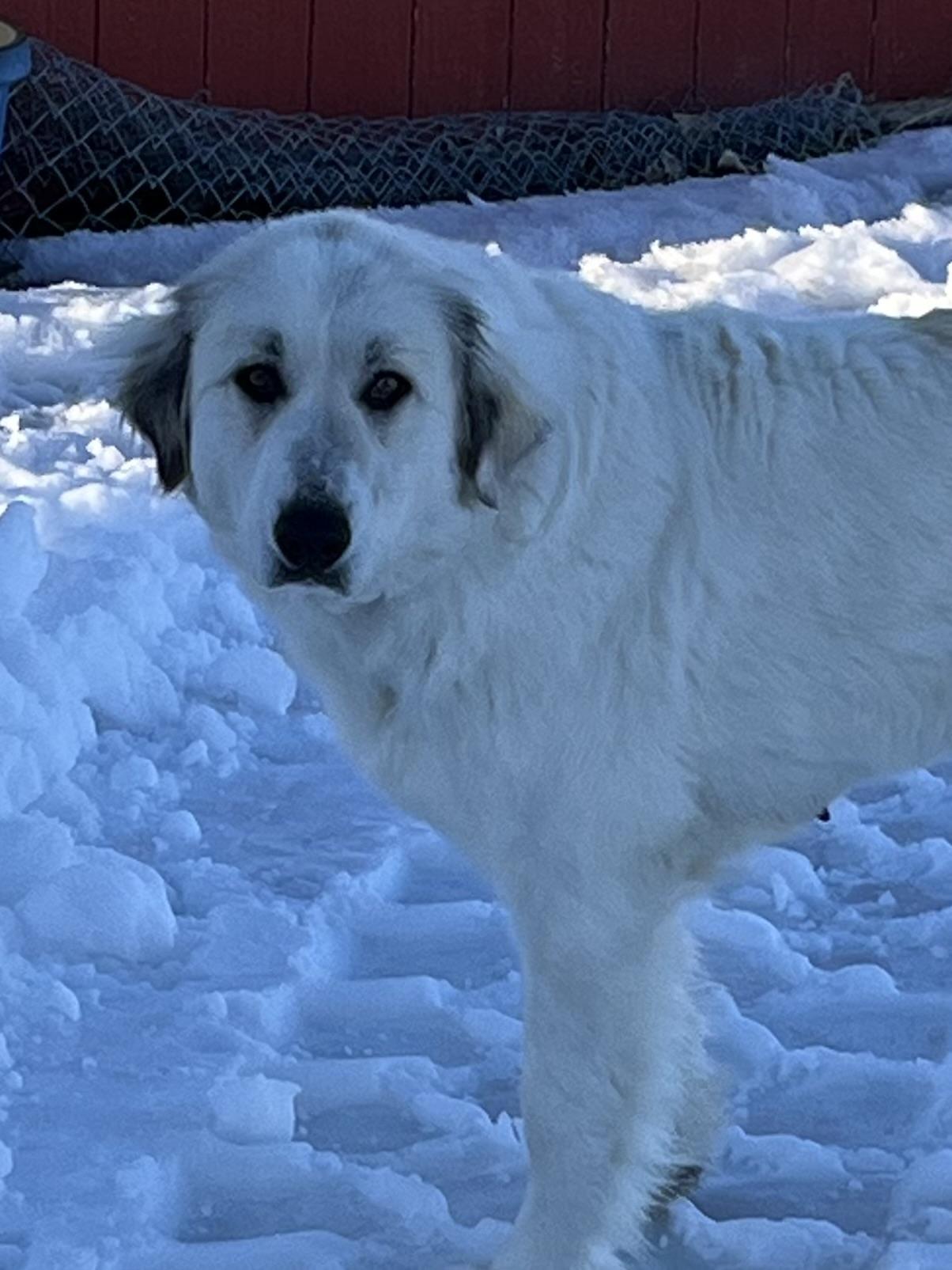 Enlarge Ivory, a Adopted Great Pyrenees in Montpelier, ID image 3/6