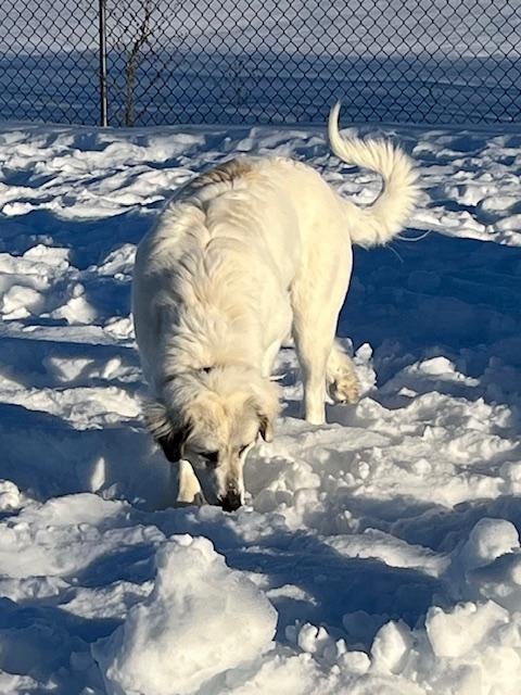 Enlarge Ivory, a Adopted Great Pyrenees in Montpelier, ID image 4/6