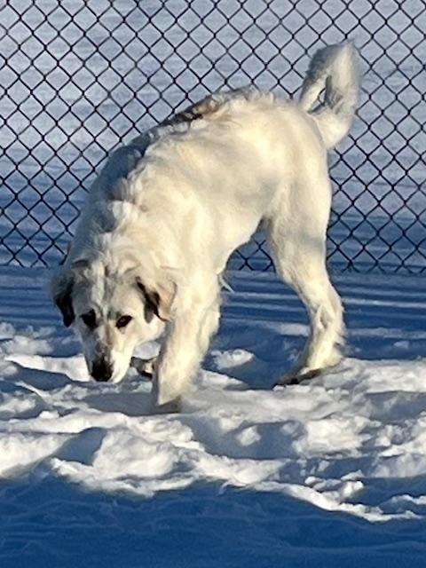 Enlarge Ivory, a Adopted Great Pyrenees in Montpelier, ID image 5/6