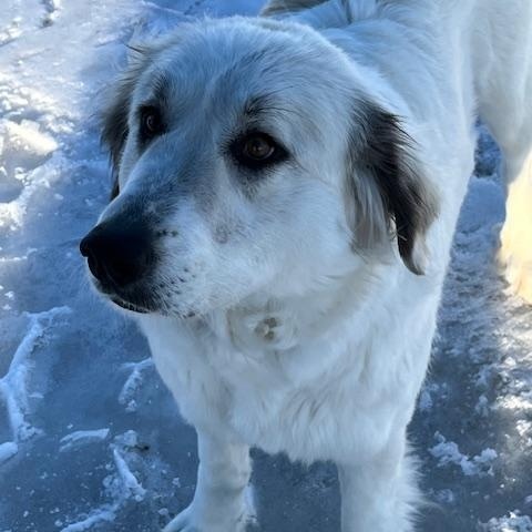 Enlarge Ivory, a Adopted Great Pyrenees in Montpelier, ID image 6/6