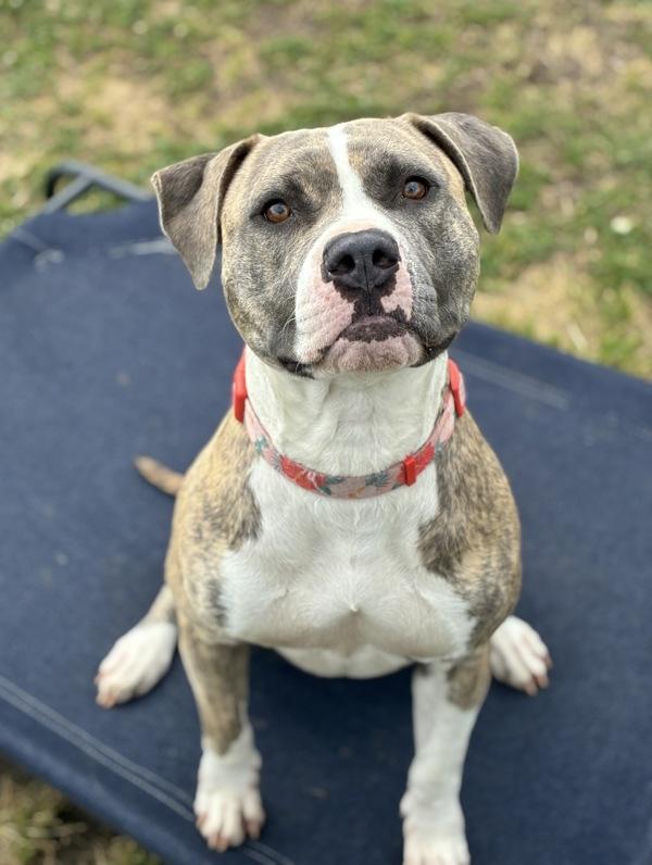 Leeward From Broken Winds - In Foster, Adoptable, Adult Female Pit Bull Terrier.