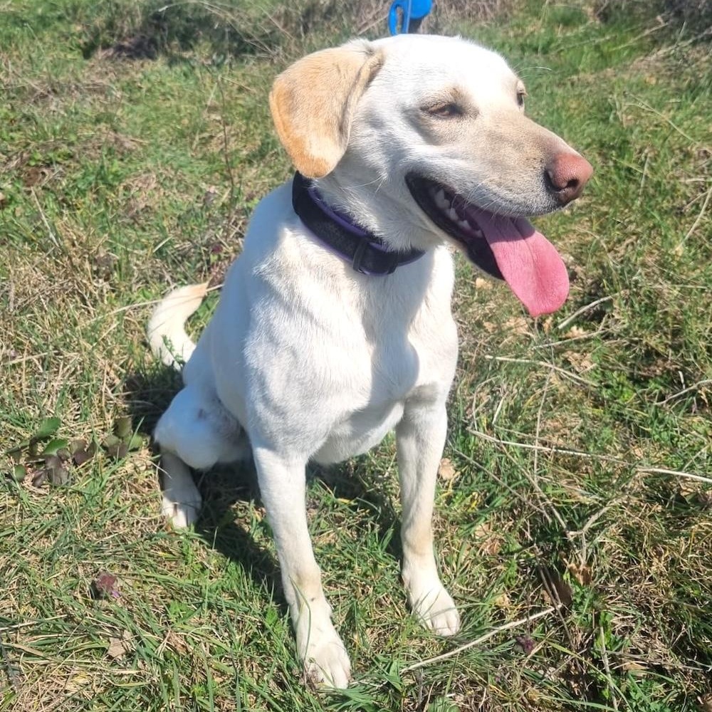 Elza, a ADOPTABLE mixed breed in Morristown, NJ image 5/6