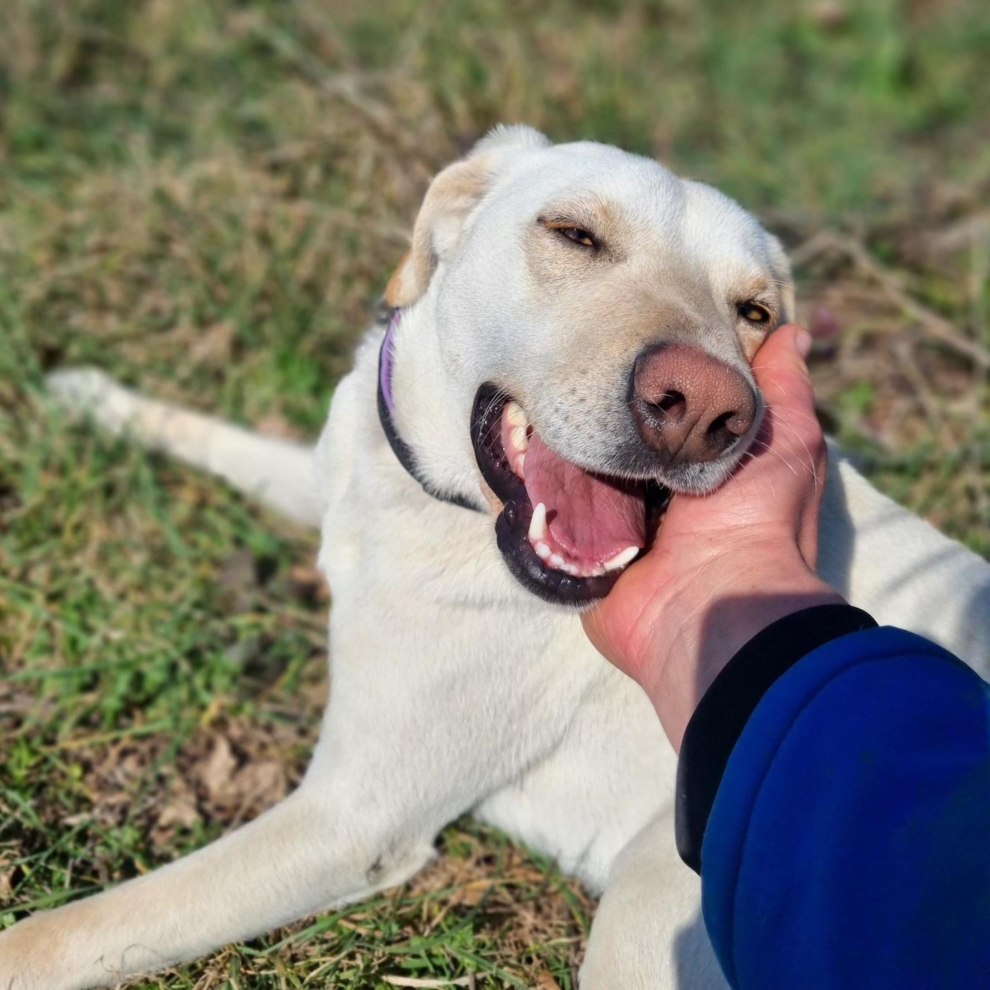 Elza, a ADOPTABLE mixed breed in Morristown, NJ image 4/6