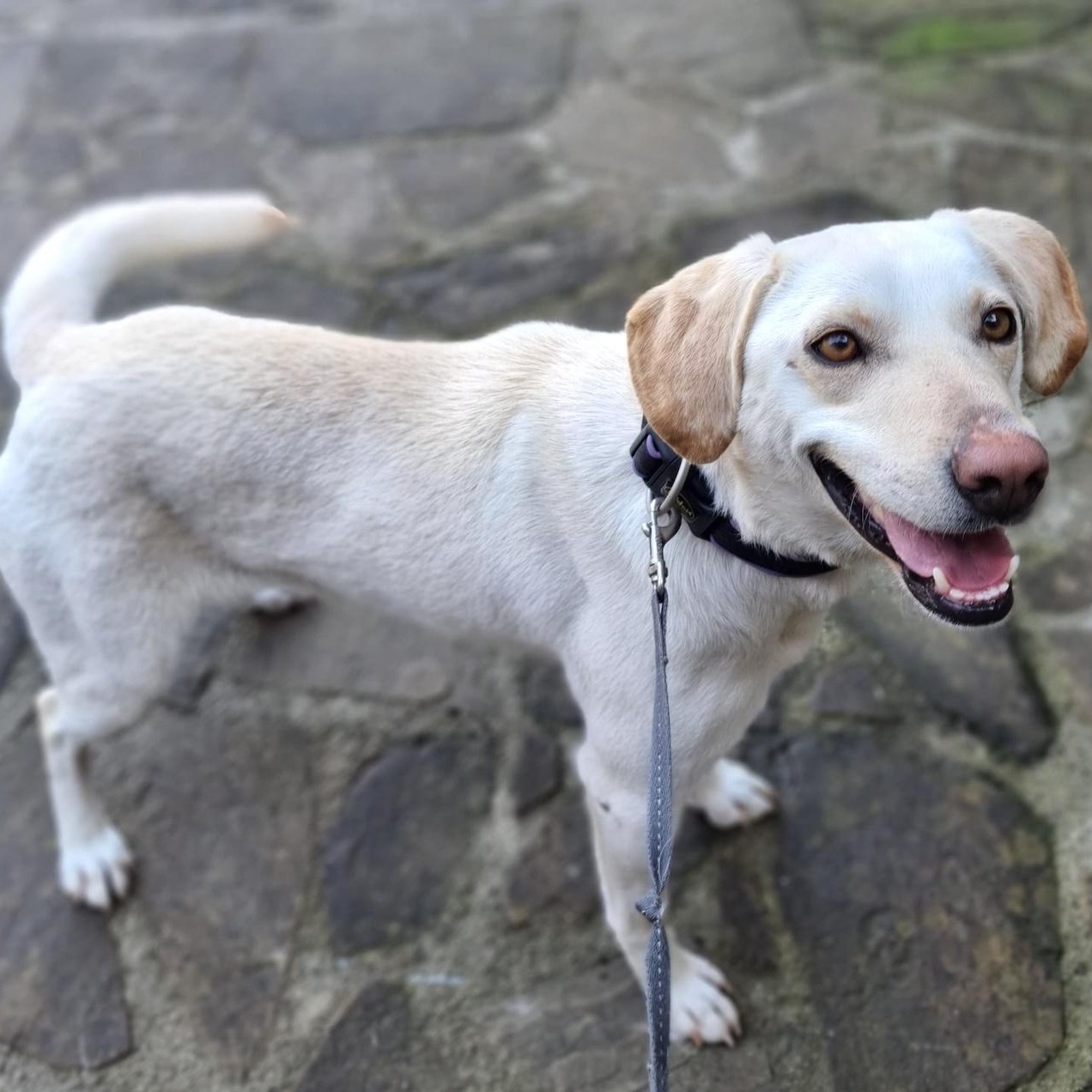 Elza, a ADOPTABLE mixed breed in Morristown, NJ image 2/6