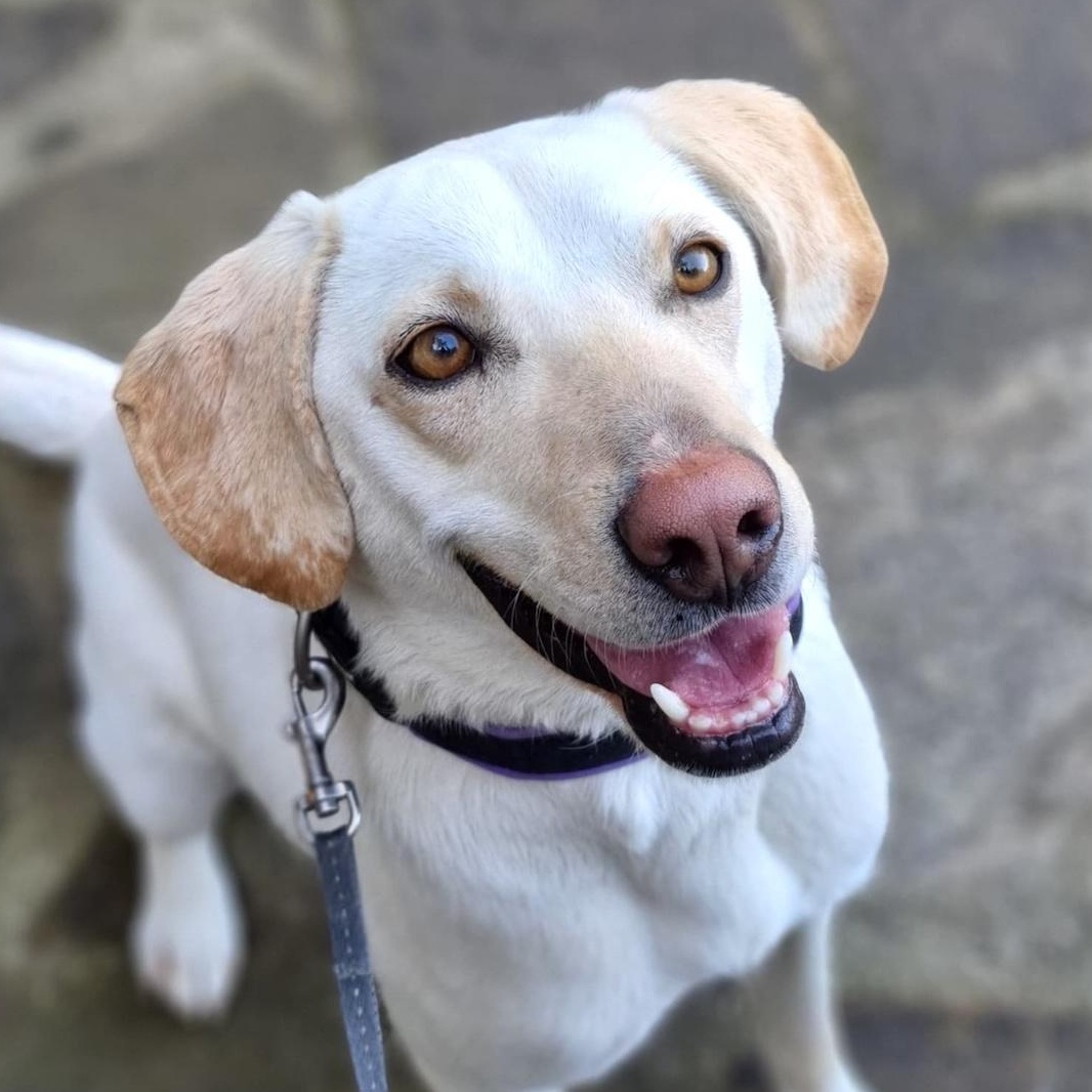 Elza, ADOPTABLE, Young Female Labrador Retriever & Pointer.