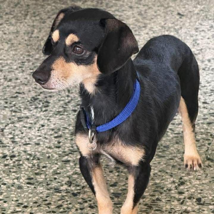 Enlarge BAILEY TITAN (out of town), a Adoptable mixed breed in New York, NY image 2/2