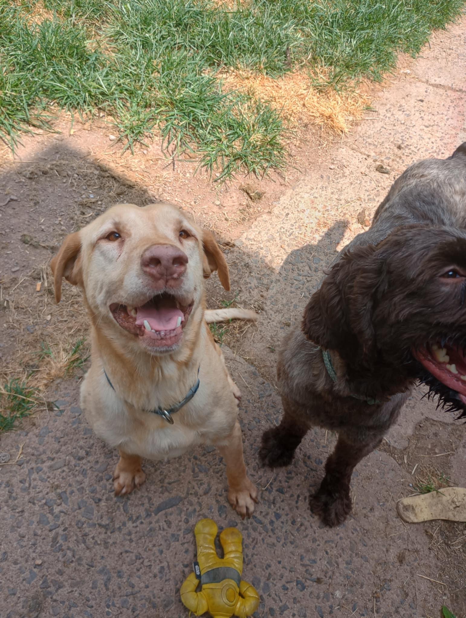 Grizz and Moose