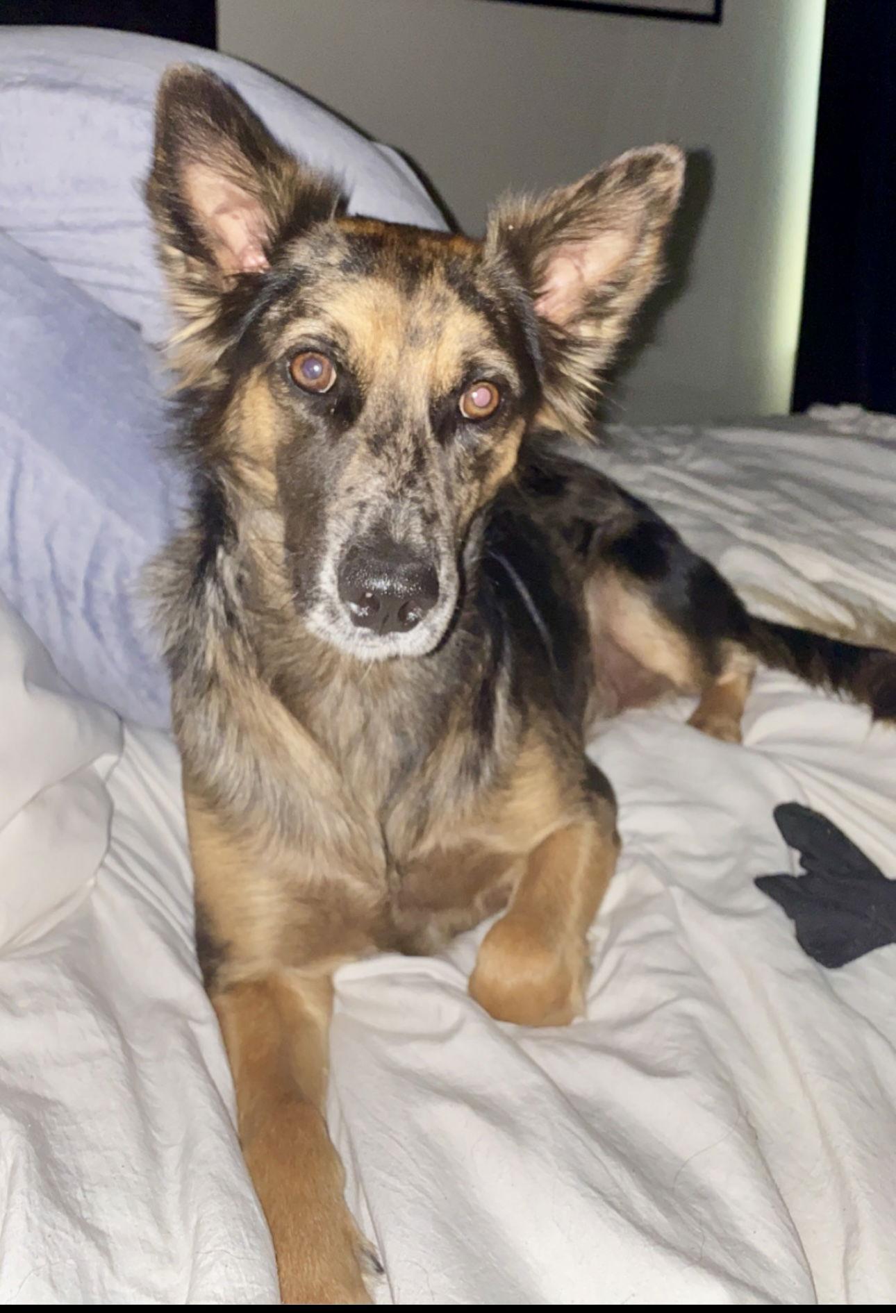 Indy /DASHER & OakLEY/Dancer, Adoptable, Adult Male Australian Shepherd.