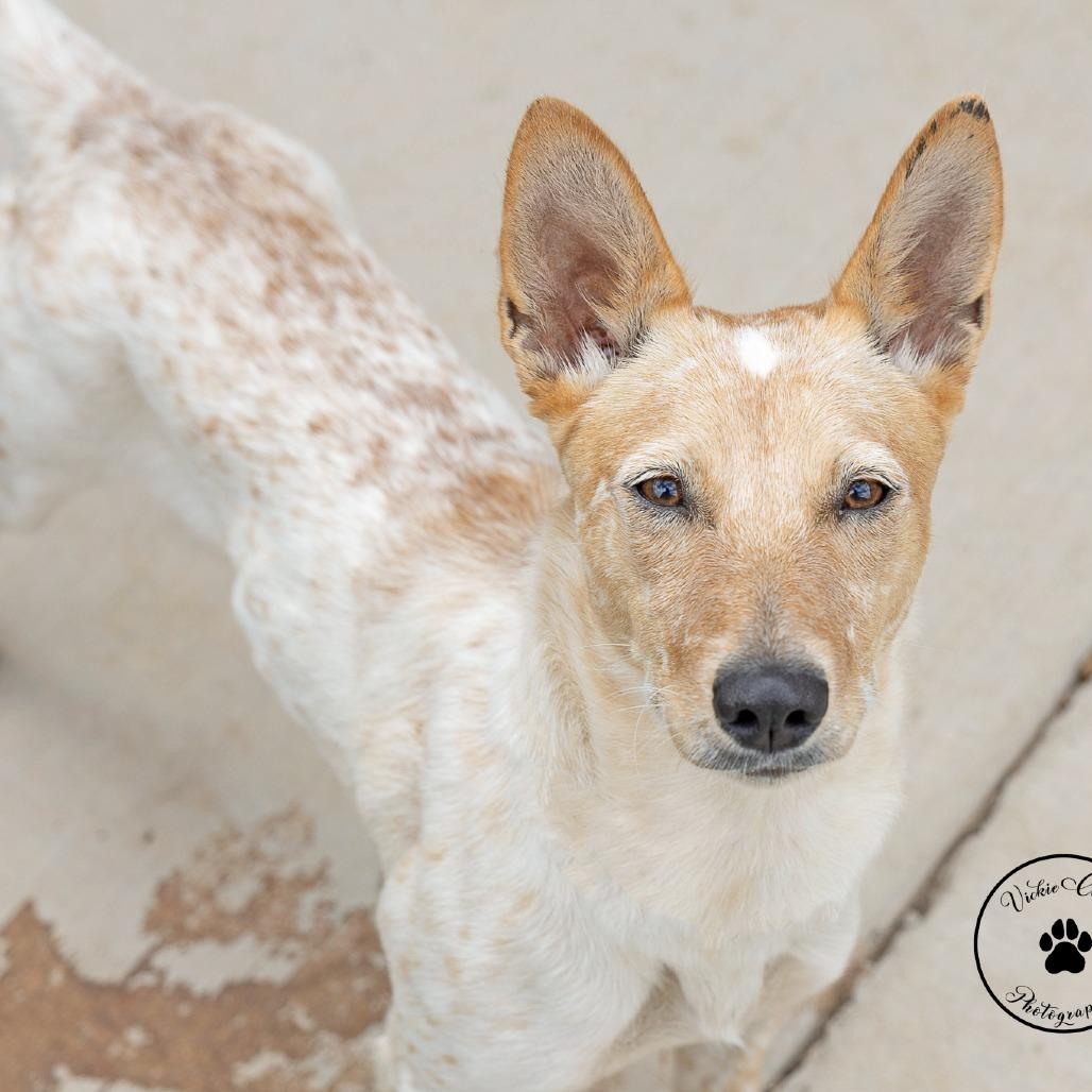Jelly Bean, Adoptable, Young Female Cattle Dog & Terrier.