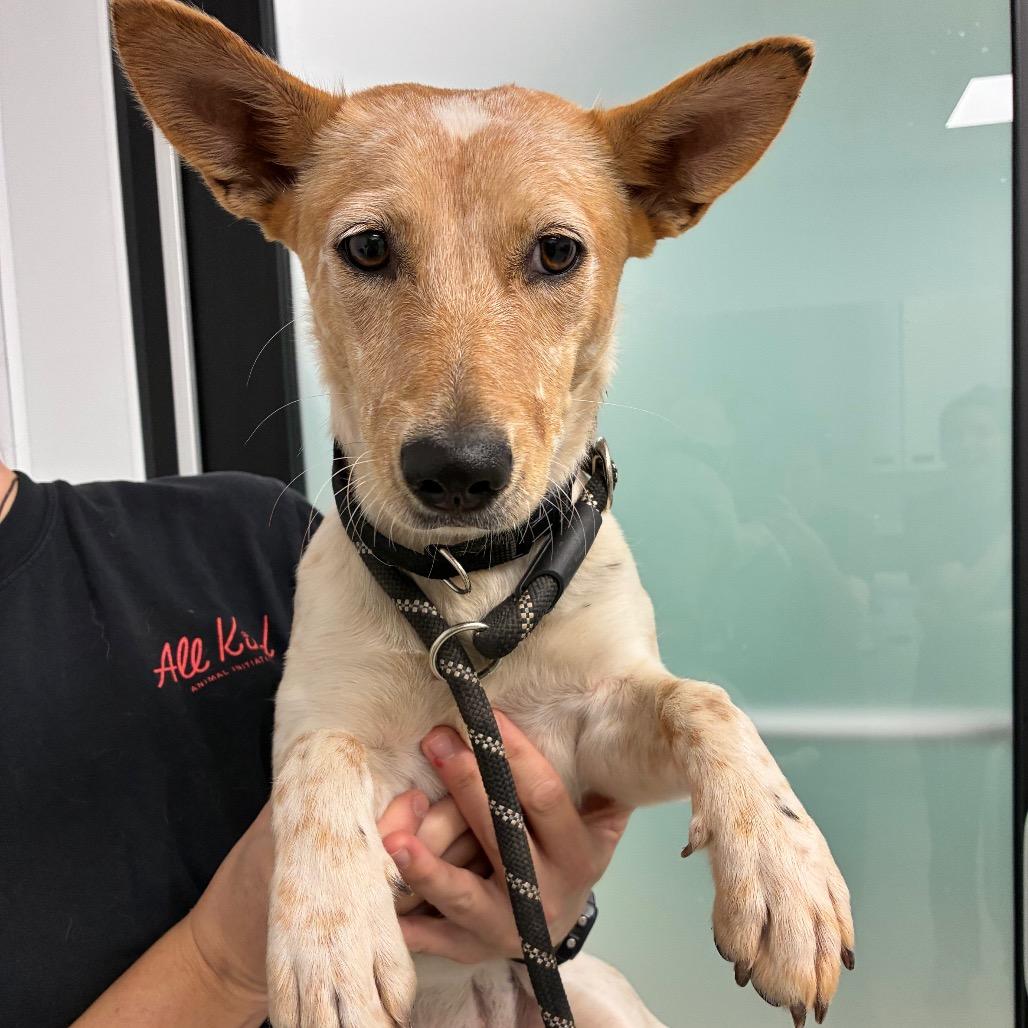 Enlarge Jelly Bean, a Adoptable mixed breed in Abilene, TX image 2/4