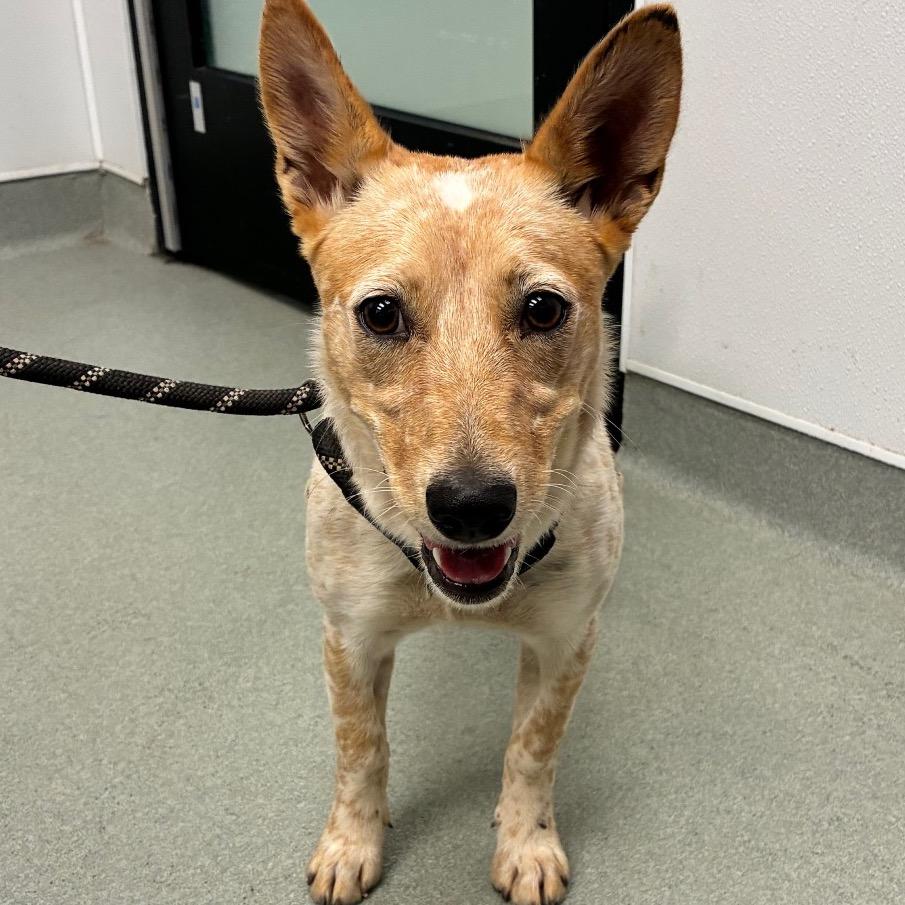 Enlarge Jelly Bean, a Adoptable mixed breed in Abilene, TX image 3/4