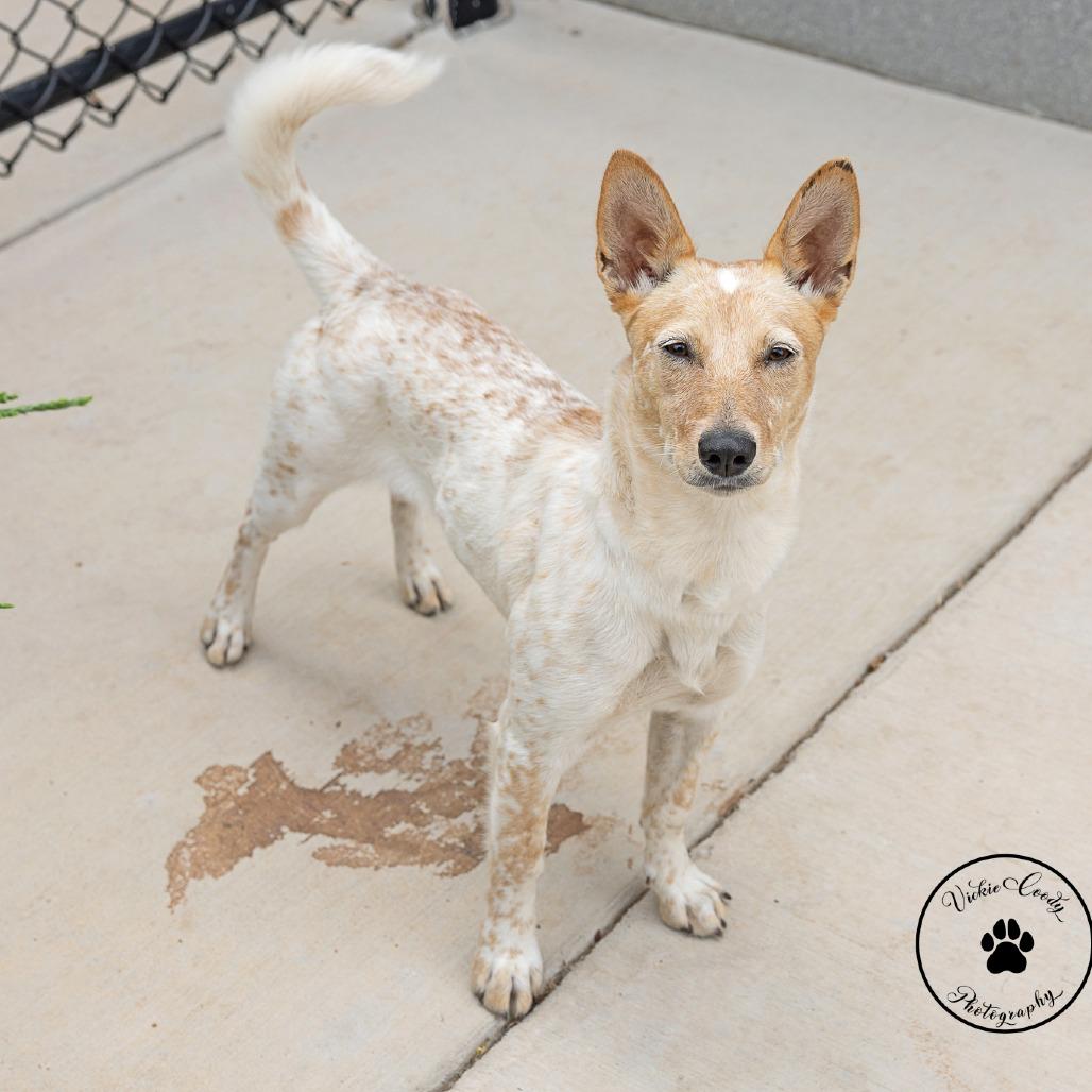 Enlarge Jelly Bean, a Adoptable mixed breed in Abilene, TX image 4/4