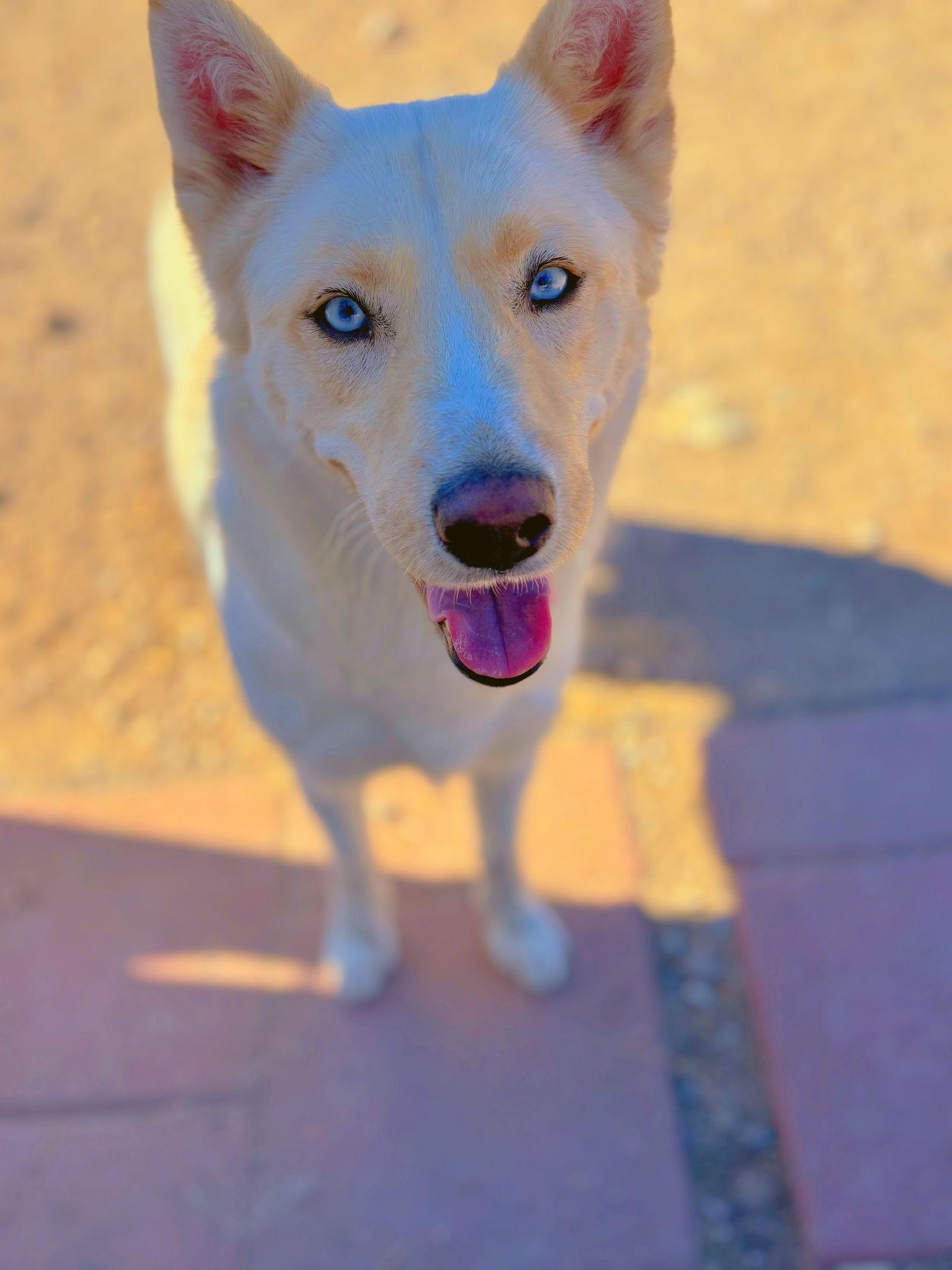 Sonia, Adopted, Young Female Husky.