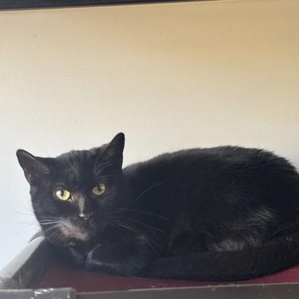 Orion, ADOPTABLE, Adult Female Domestic Short Hair.
