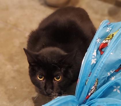 Enlarge Orion, a ADOPTABLE mixed breed in Dubuque, IA image 2/3