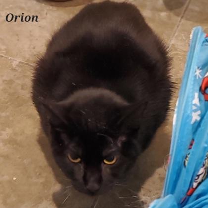 Enlarge Orion, a ADOPTABLE mixed breed in Dubuque, IA image 3/3