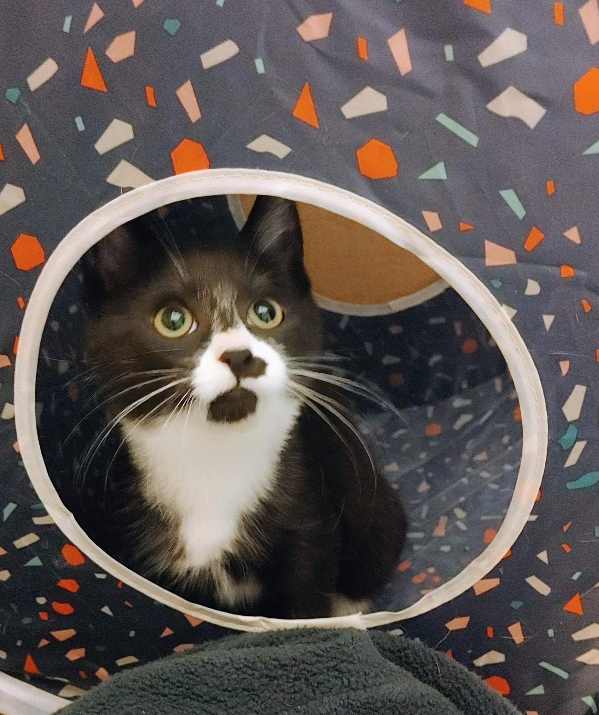 Enlarge Jiny, a Adoptable Domestic Short Hair in Waynesboro, VA image 1/5