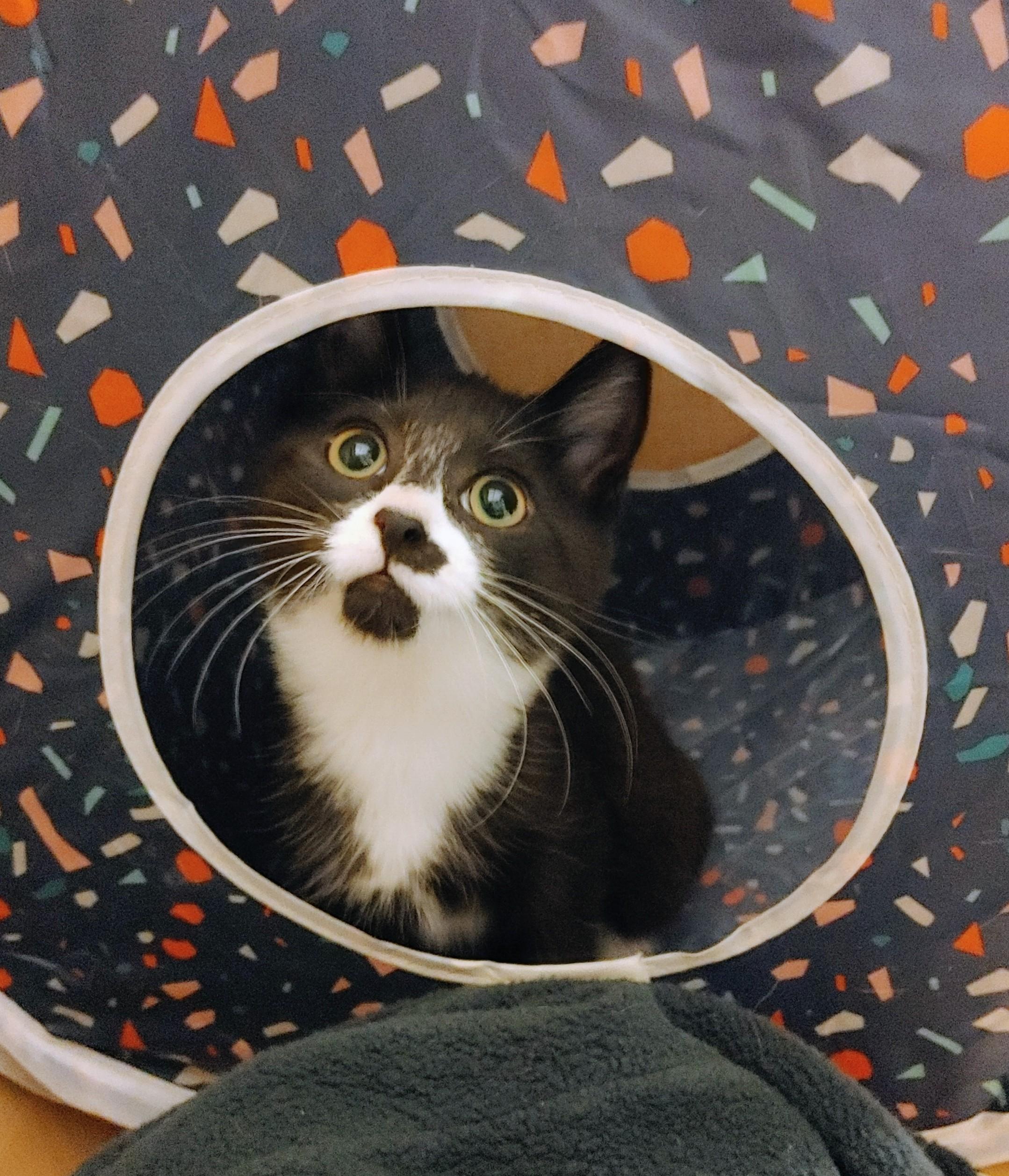 Enlarge Jiny, a Adoptable Domestic Short Hair in Waynesboro, VA image 2/5