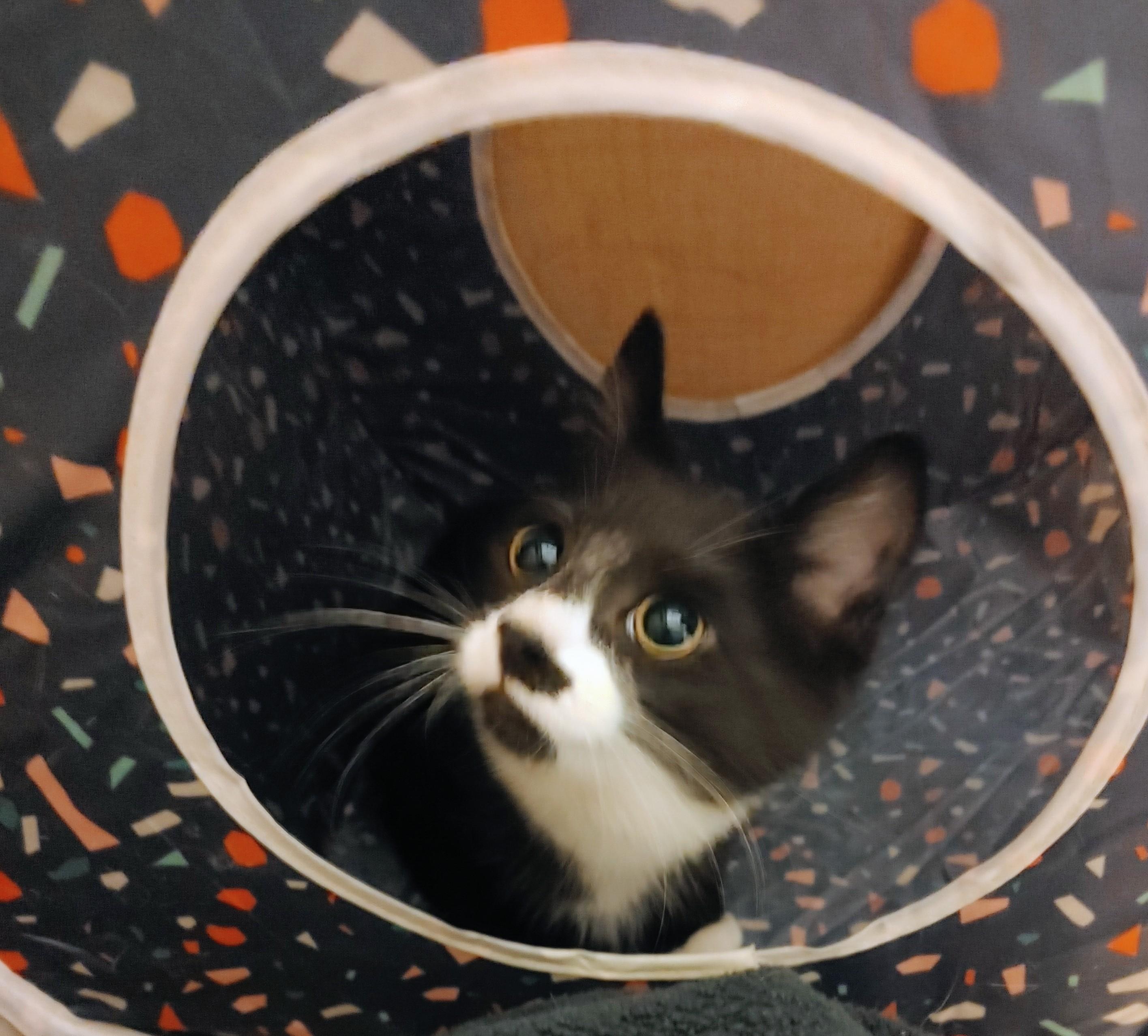 Enlarge Jiny, a Adoptable Domestic Short Hair in Waynesboro, VA image 4/5