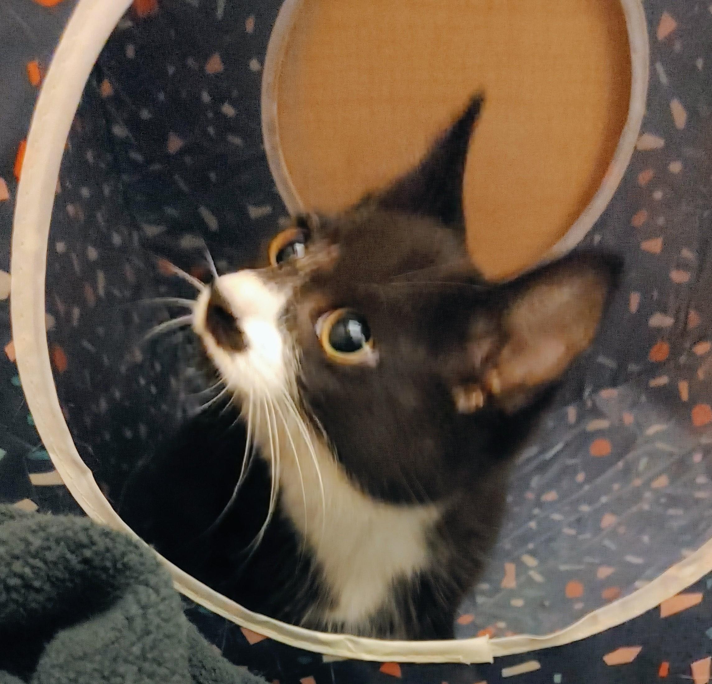 Enlarge Jiny, a Adoptable Domestic Short Hair in Waynesboro, VA image 5/5