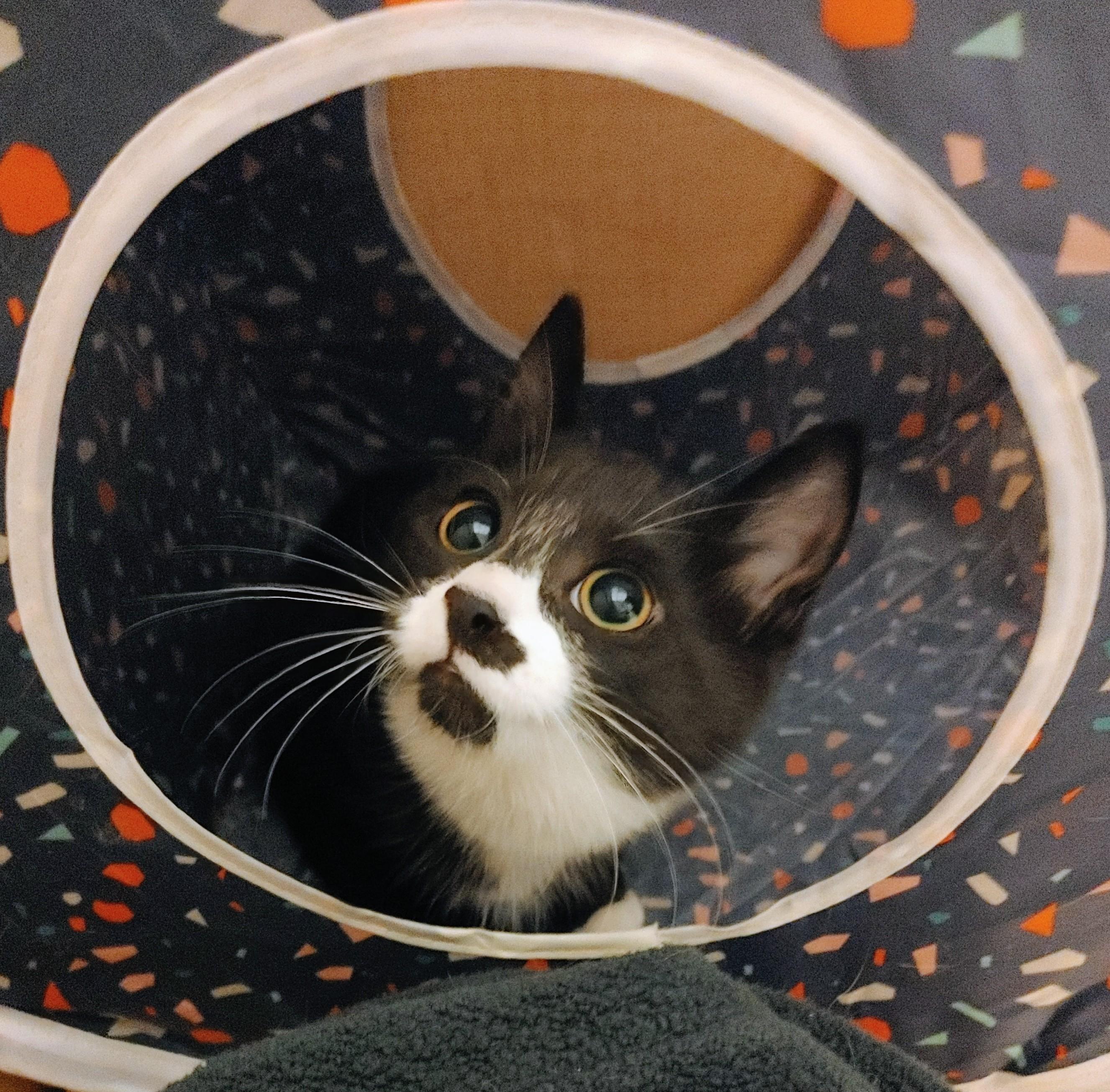 Enlarge Jiny, a Adoptable Domestic Short Hair in Waynesboro, VA image 3/5