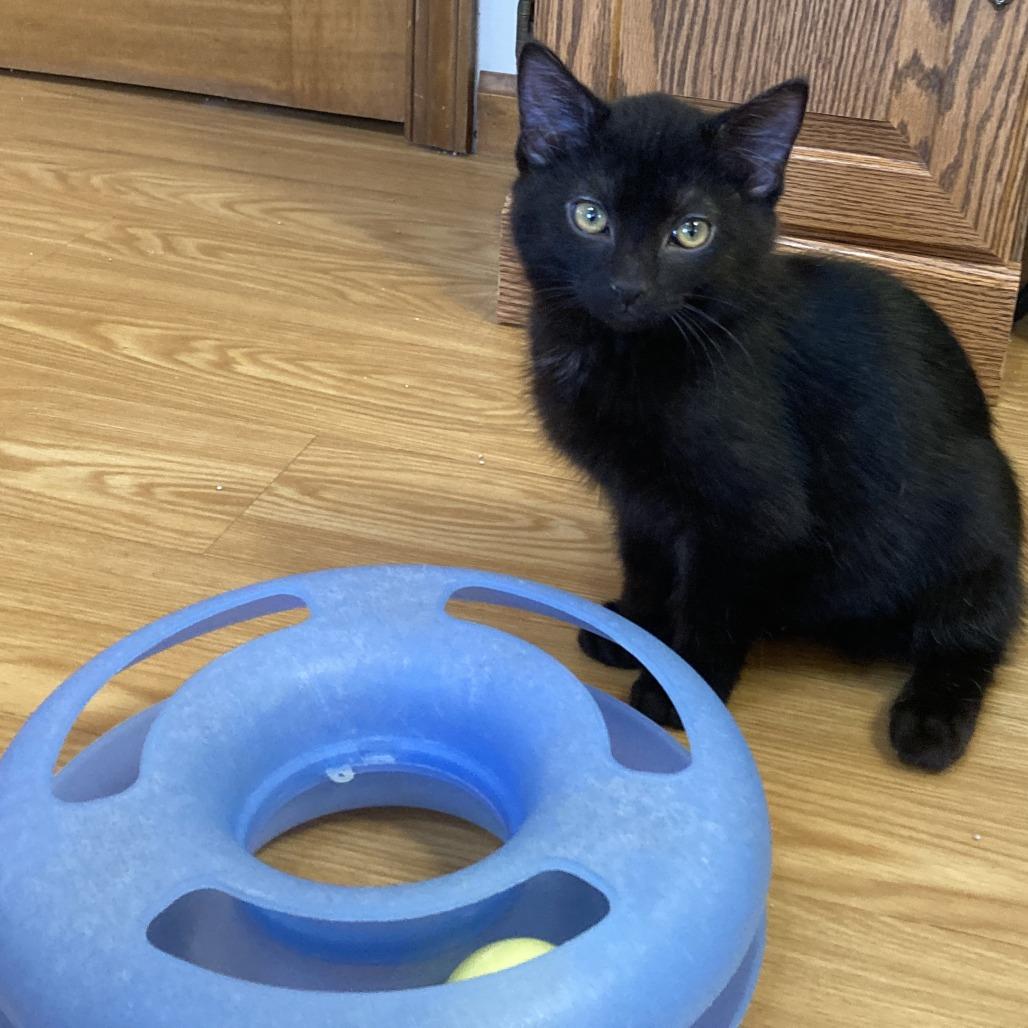 Freddy, Adoptable, Kitten Male Domestic Short Hair.