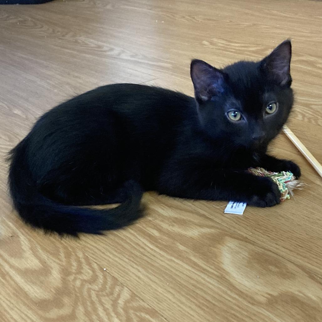 Enlarge Freddy, a Adoptable Domestic Short Hair in Nashville, IN image 2/5